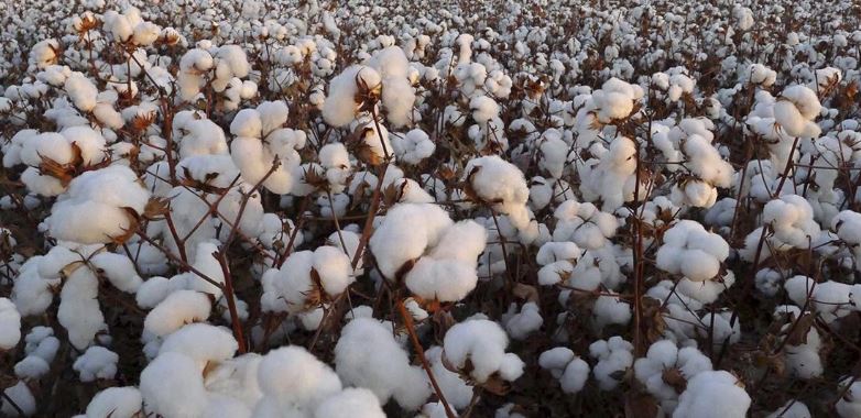 Στα 73,4 ευρώ/στρέμμα η ειδική ενίσχυση βάμβακος για το 2025