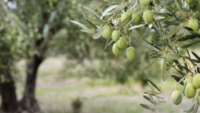 Αυξημένη αναμένεται η παραγωγή ελαιόλαδου και ελιάς στην Ελλάδα