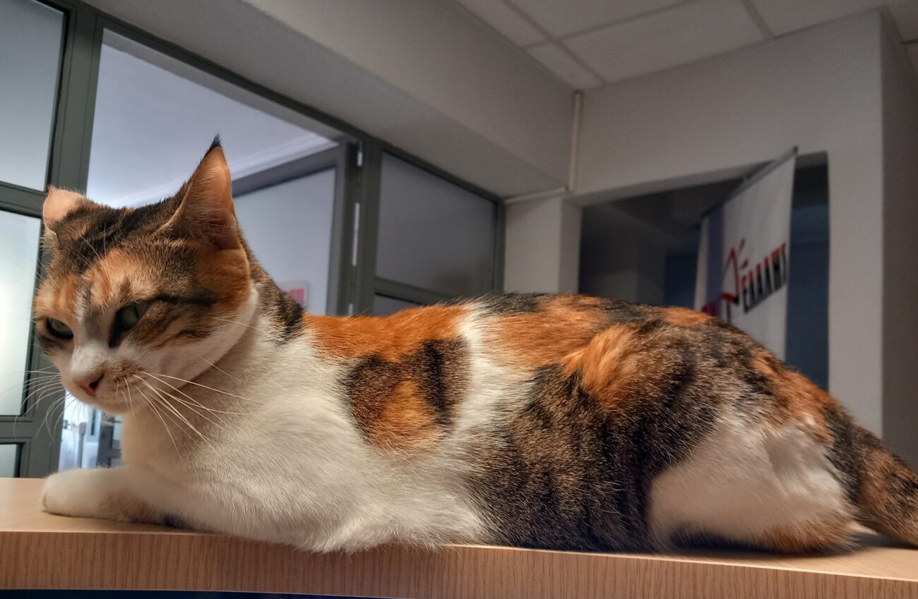 Πώς οι γάτες έγιναν κατοικίδια: Τι αποκαλύπτουν δύο νέες μελέτες