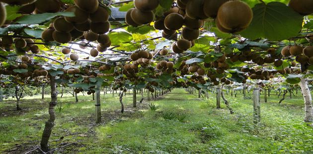 Οικονομική στήριξη στους ακτινιδιοπαραγωγούς ζητά η ΠΕΣΚΟ Κονταριώτισσας