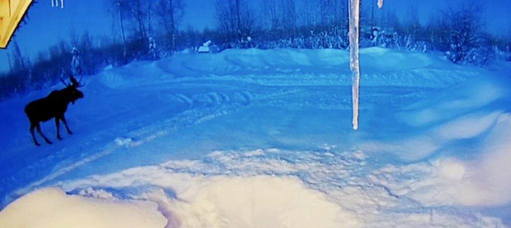 Σπάνια πλάνα δείχνουν άλκη να ρίχνει τα κέρατα της – «Μία στο εκατομμύριο»