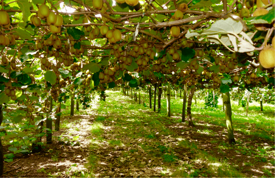 Ακτινίδιο, ένα φυτό με μεγάλη ευαισθησία στη χρήση Ζιζανιοκτόνων
