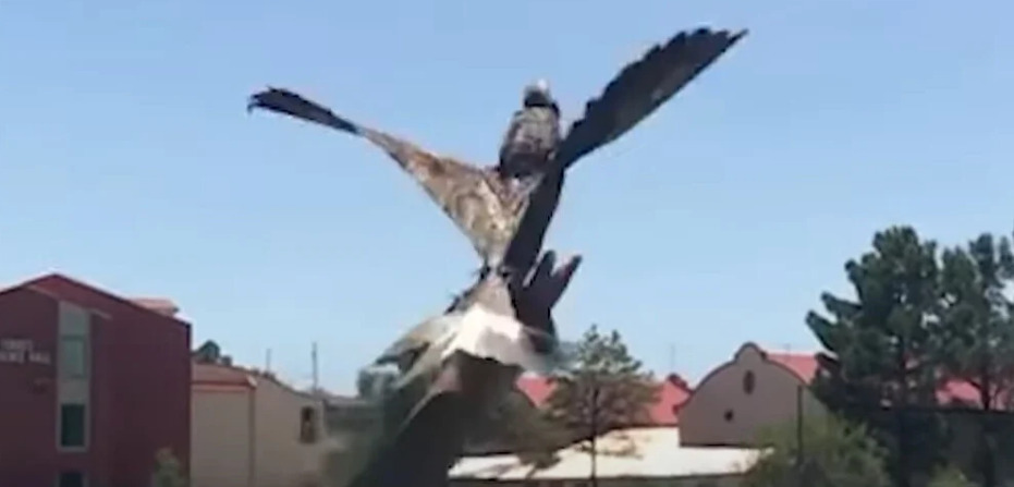 «Ορνιθόπτερα»: Επιστήμονες κατασκευάζουν drones από νεκρά πτηνά