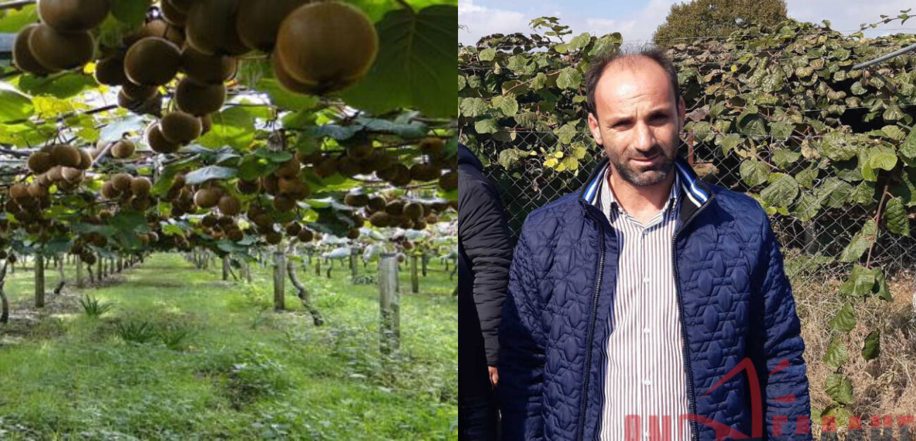 Πιερία: Προβληματισμένοι οι παραγωγοί ακτινιδίων, χάνουν 200 ευρώ το στρέμμα