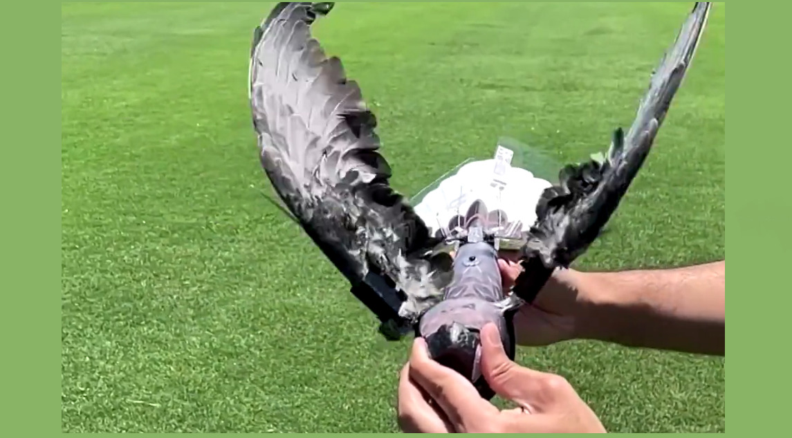Ταριχευμένα πουλιά μετατρέπονται σε drones