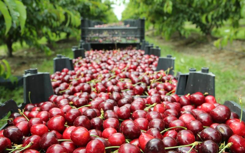 Κεράσια «από χρυσάφι» – Έφτασαν 10 ευρώ το κιλό… κι αν βρεις