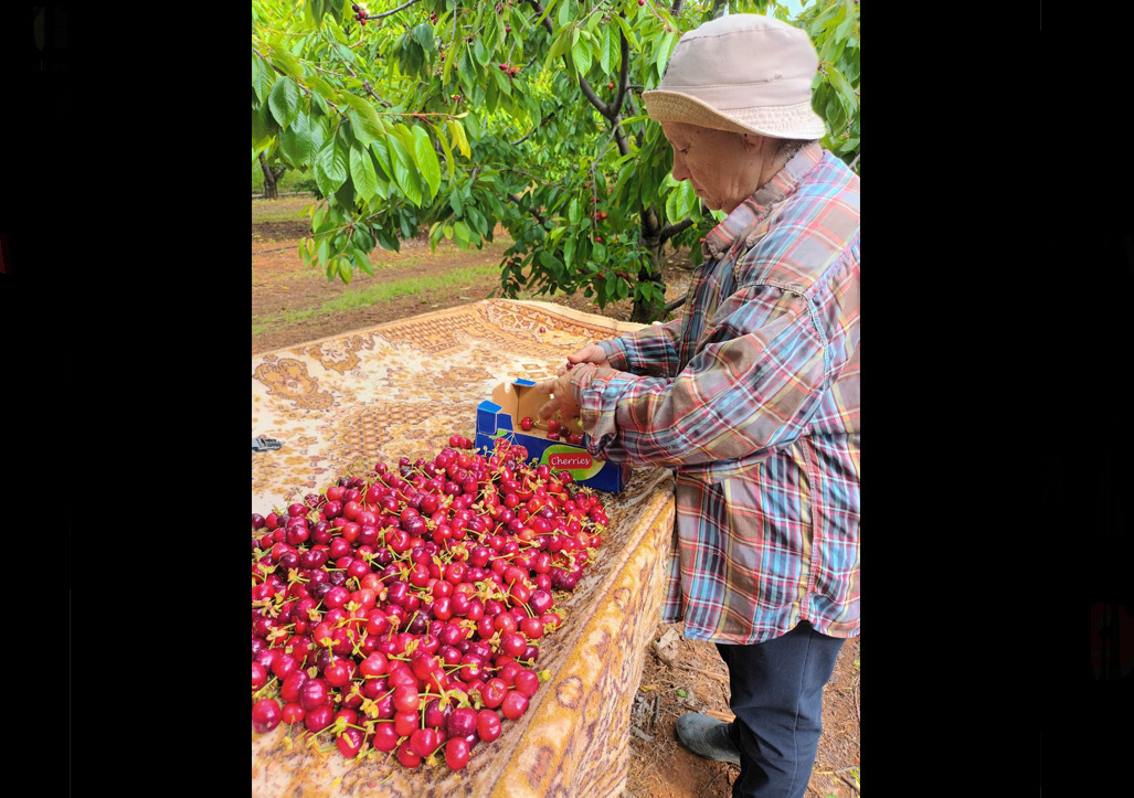 Ολοκληρώνεται με προβλήματα η συγκομιδή των πρώιμων κερασιών και στη φημισμένη περιοχή της Ράχης Πιερίας