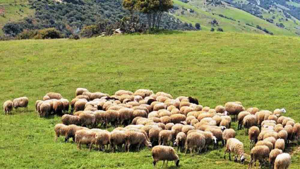 Περιμένοντας την απόφαση για την κατανομή των βοσκότοπων