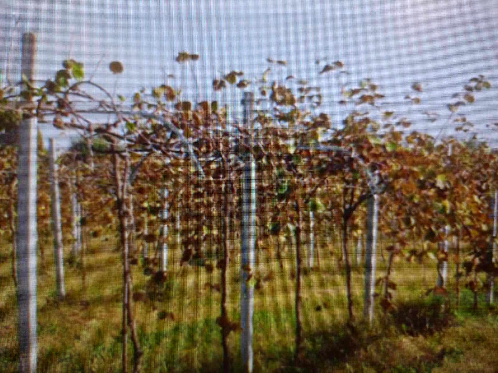 Ακτινίδια και στράγγιση χωραφιών