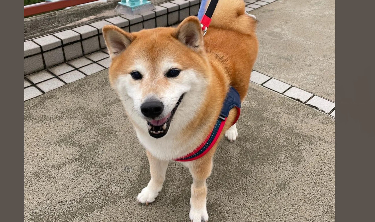 Πέθανε ο Τσιμς – Ο viral σκύλος που έδωσε έμπνευση για memes