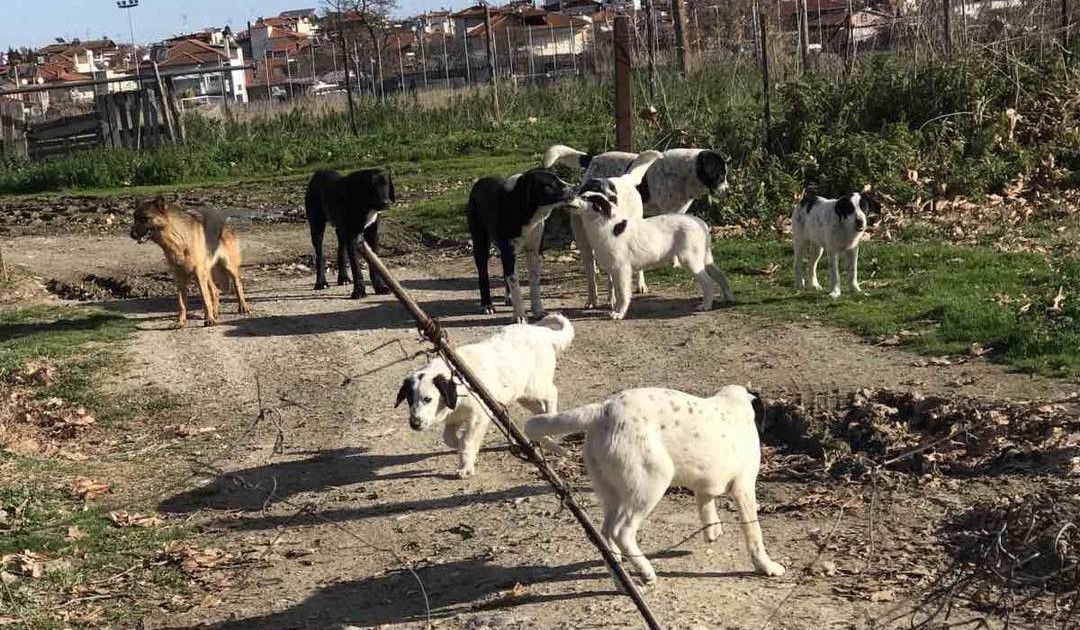 Τραγωδία: Δίχρονο παιδί νεκρό από επίθεση σκύλου της οικογένειας
