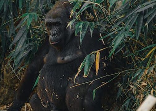Τι σκότωσε τον πραγματικό Κινγκ Κονγκ πριν από 300.000 χρόνια;