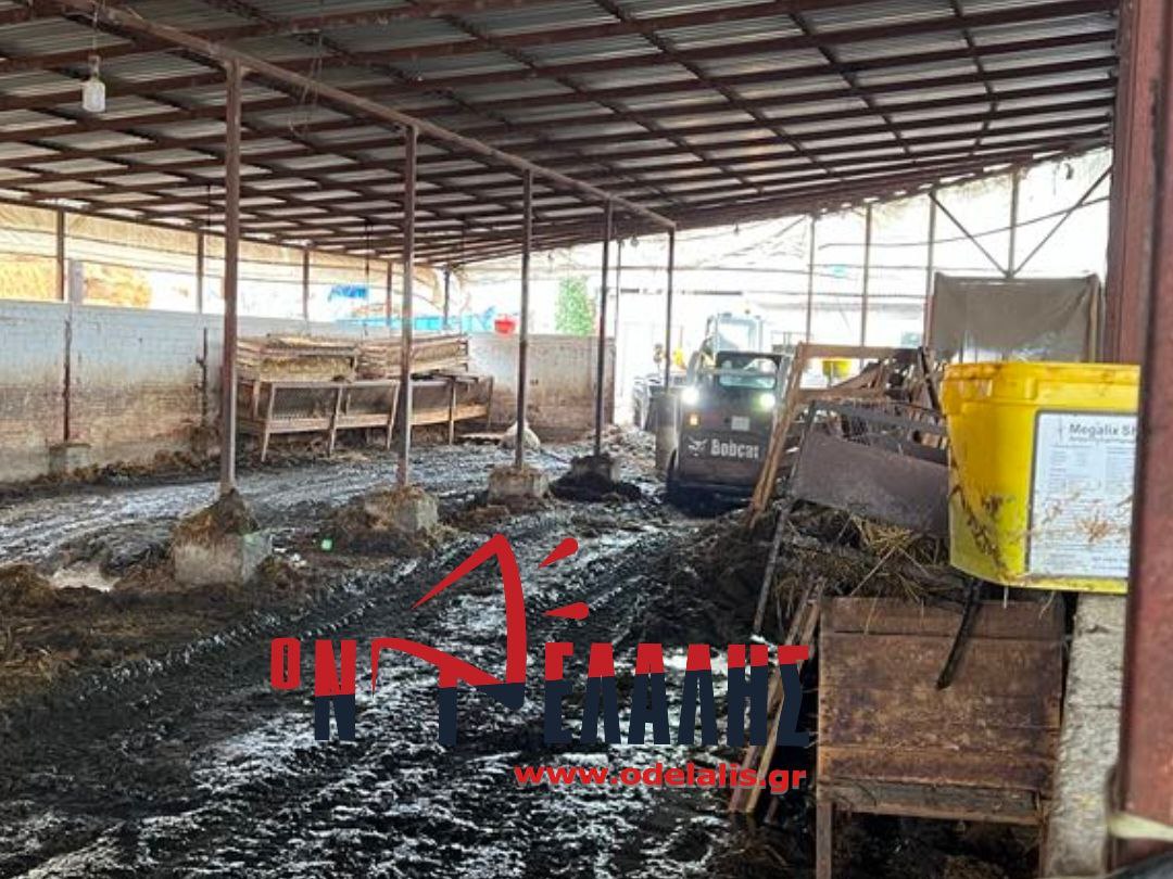 Πιερία: Πνίγηκαν ζώα σε στάβλο (ΑΠΟΚΛΕΙΣΤΙΚΕΣ ΕΙΚΟΝΕΣ)