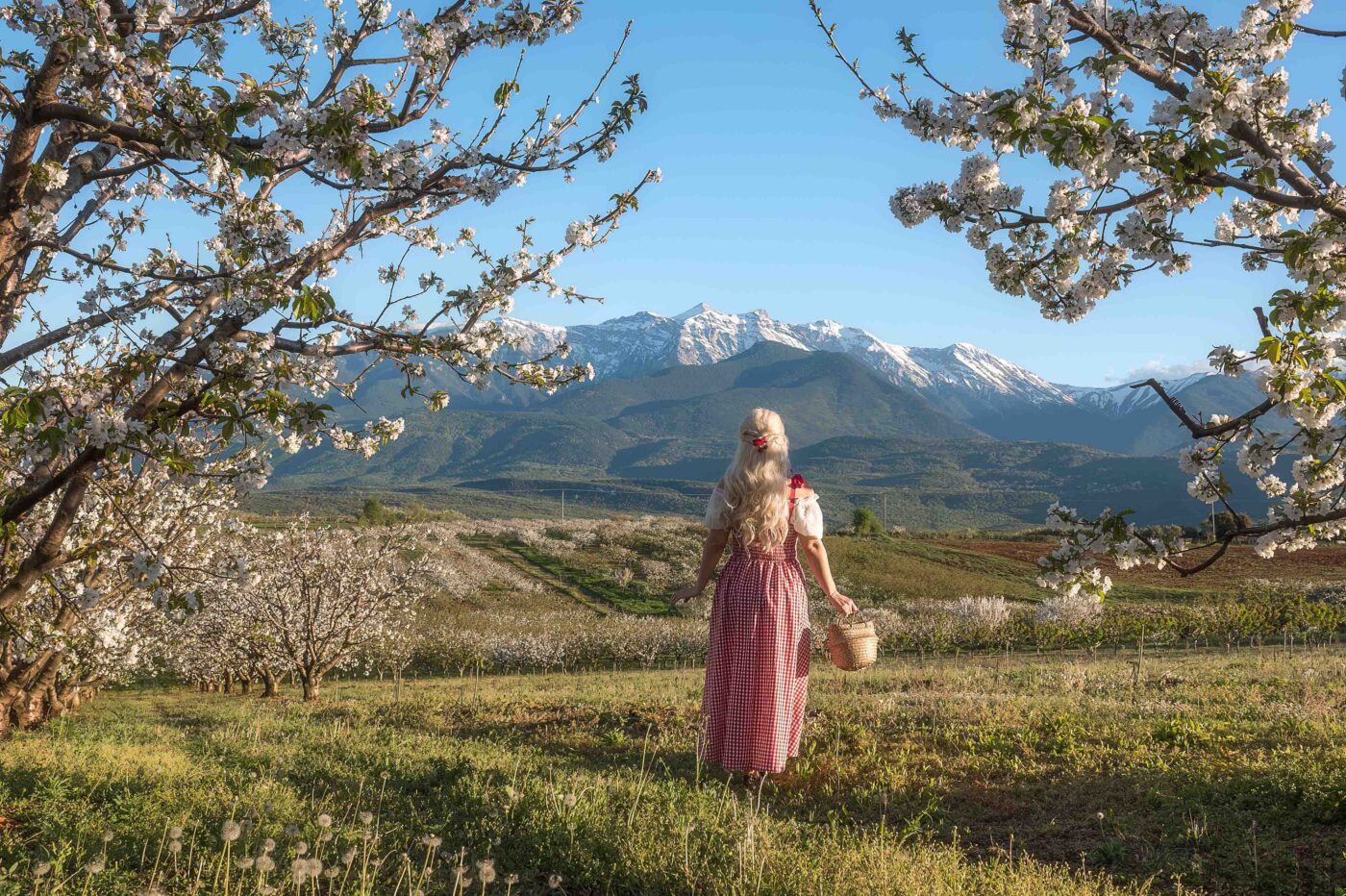Η φωτογραφική προσέγγιση του διαγωνισμού «Ανθισμένες Κερασιές της Πιερίας»