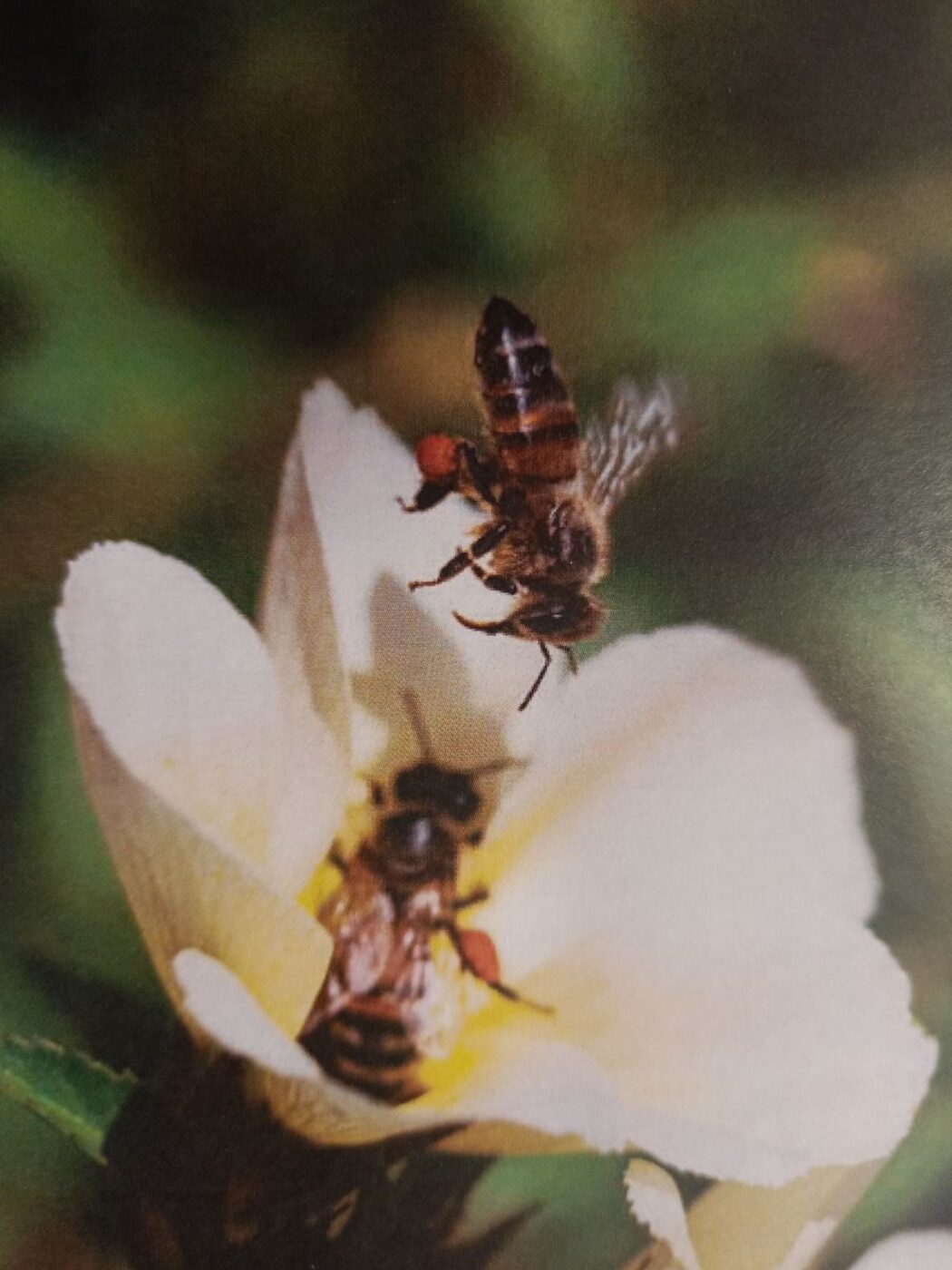 Ακτινίδια  και Μέλισσες μία διαχρονική «συνεργασία» με τεράστια αποτελέσματα