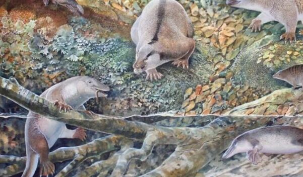 Αυστραλία: Επιστήμονες ανακάλυψαν νέο πλάσμα, πρόγονο του πλατύποδα και της έχιδνας