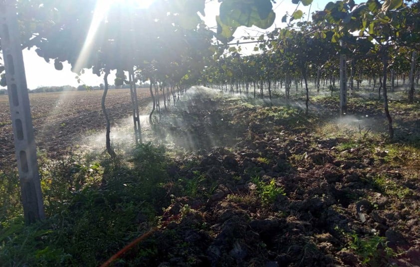 Ορθολογική «Άρδευση» η πιο σημαντική διαχείριση  για την καλλιέργεια του ακτινιδίου