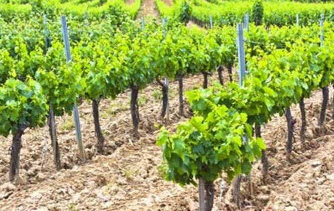 ΚΑΠ: Καθορίστηκε το πλαίσιο της αναδιάρθρωσης αμπελώνων – Τα ποσά και οι δικαιούχοι