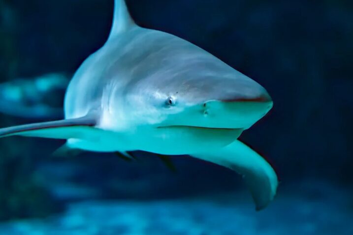 Εντοπίστηκε ο μεγαλύτερος αρσενικός λευκός καρχαρίας στον Ατλαντικό