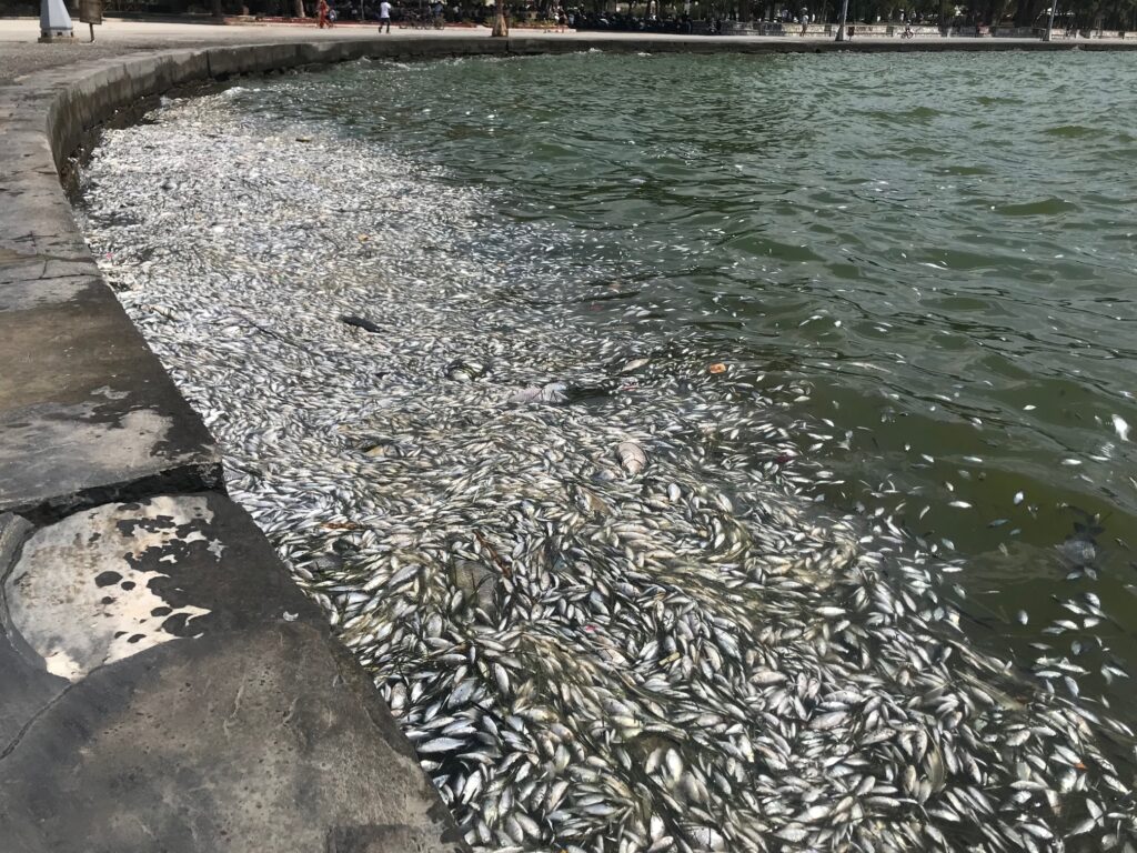 Βόλος: Προκαταρκτική έρευνα για τα νεκρά ψάρια