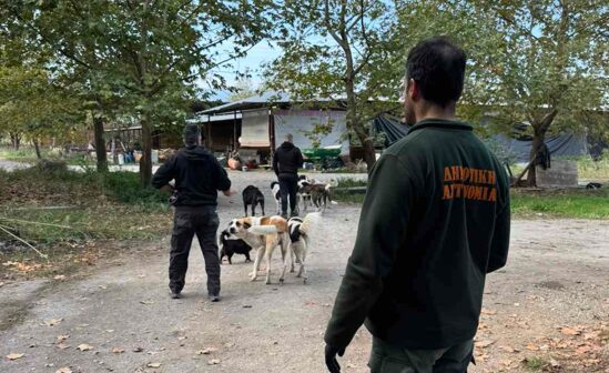 Δήμος Κατερίνης – Δημοτική Αστυνομία: Έλεγχοι & πρόστιμα  σε κτηνοτροφικές μονάδες για παραβάσεις που αφορούν τους Σκύλους Φύλαξης Ποιμνίων