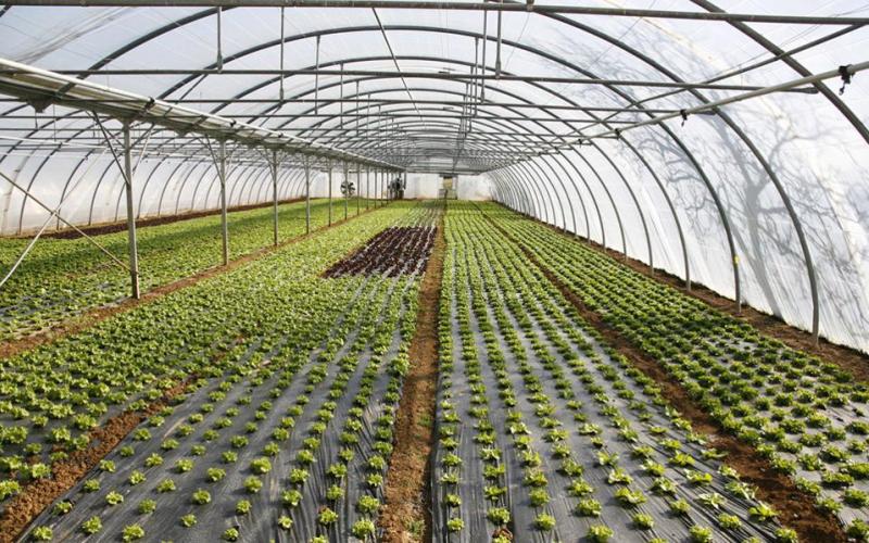 Παράταση μέχρι τις 11 Νοεμβρίου στο πρόγραμμα ενίσχυσης θερμοκηπίων