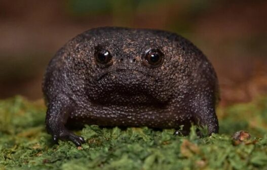 Ο «γκρινιάρης» βάτραχος που γίνεται συχνά viral στα social media