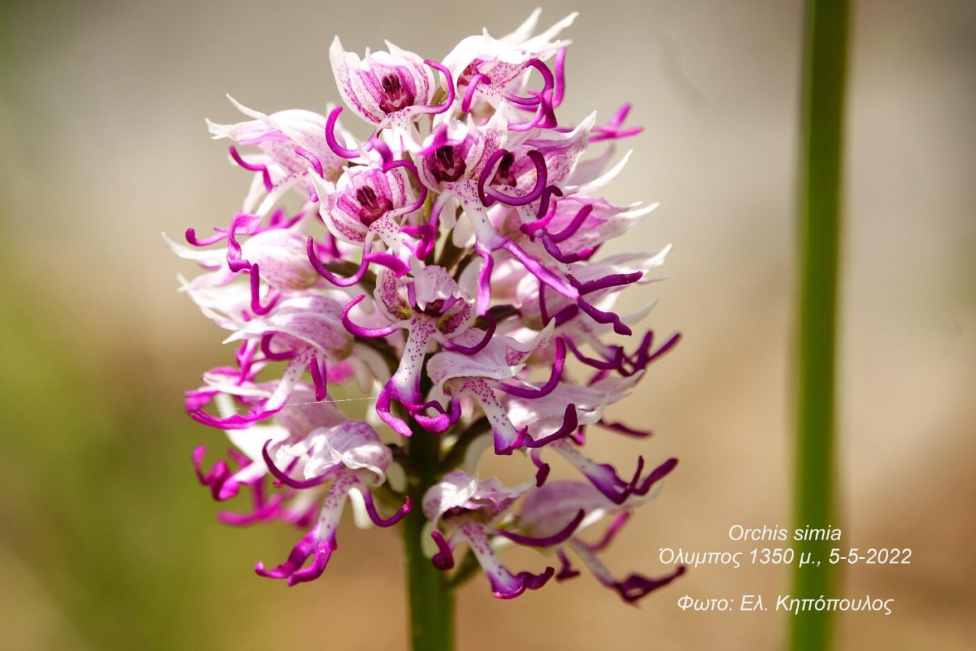 Χριστούγεννα στο Μουσείο LOGIC