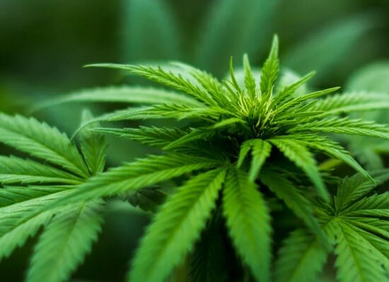 Τουρκία: Η φαρμακευτική κάνναβη αποκτά ρόλο εθνικού εξαγωγικού προϊόντος