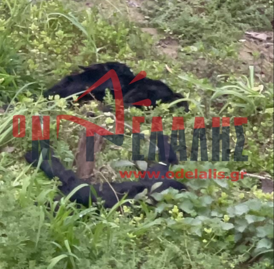 Υγειονομική βόμβα στον Κορινό Κατερίνης: Νεκρά ζώα σε ρέμα (video)