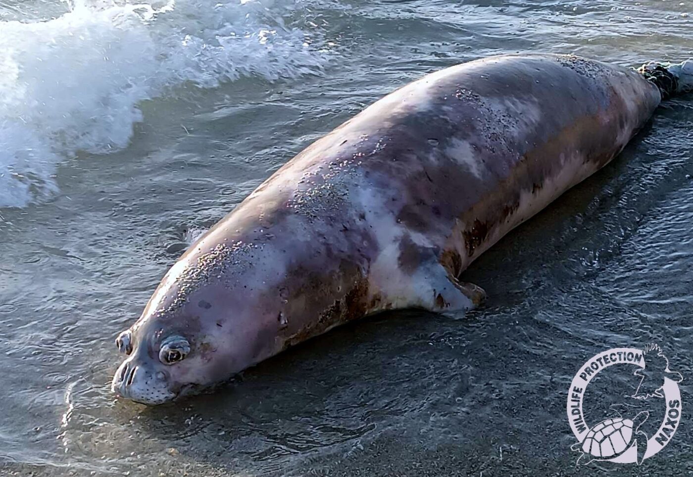 Νάξος: Νεκρή φώκια Monachus monachus από αλιευτικά εργαλεία