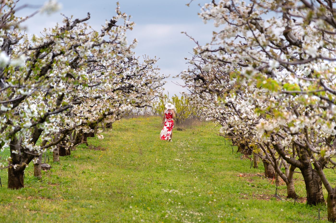 Πιερία: Έλαμψε στο Γιορτάσι των Ανθισμένων Κερασιών