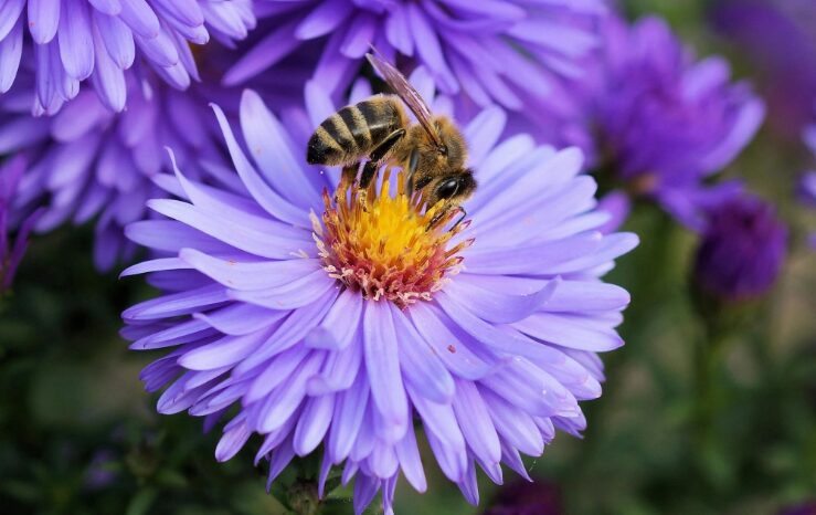 Άγρια λουλούδια στην πόλη: Κρυφή απειλή για τις μέλισσες από βαρέα μέταλλα στο έδαφος