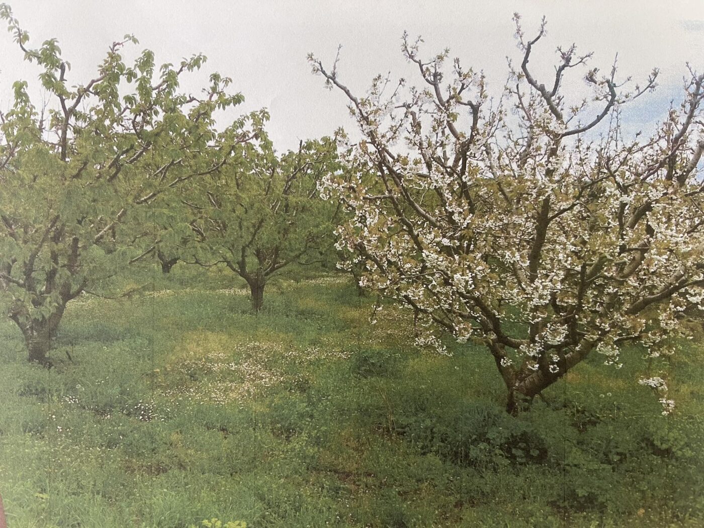 Ερώτηση της Ελληνικής Λύσης για τις ζημιές σε δενδρώδεις καλλιέργειες σε Ημαθία – Πιερία εξαιτίας παγετού.
