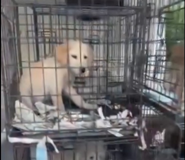 Η Ευρωπαϊκή Επιτροπή ανοίγει φάκελο κατά της Ελλάδας για τα ζώα