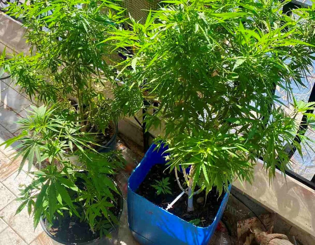 Κάνναβη σε γλάστρες: Συνελήφθη “καλλιεργητής” στην Πιερία