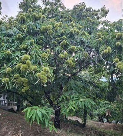 Καλή χρονιά προαλείφεται φέτος για τα κάστανα της Πιερίας