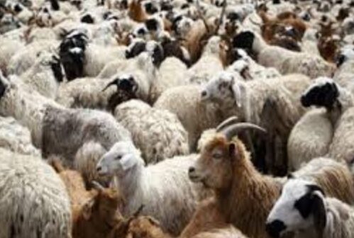 SOS εκπέμπει η Ελληνική αιγοπροβατοτροφία με την υπόθεση της ευλογιάς!