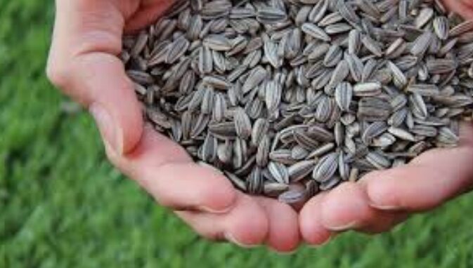 Η ΕΕ μειώνει εισαγωγές ελαιούχων σπόρων και ελαίων στη νέα σεζόν