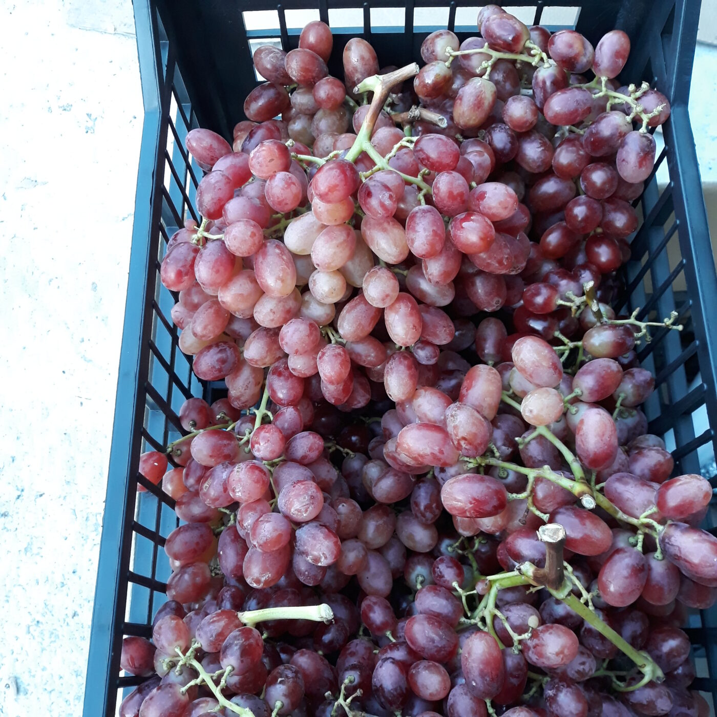 Χαμηλό βαρομετρικό τιμών για το επώνυμο και ποιοτικό επιτραπέζιο άσπερμο σταφύλι Γκρίμσον στην Πιερία