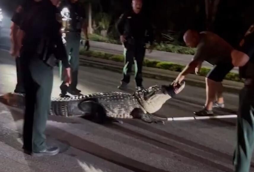 Χάος στη Φλόριντα: Αλιγάτορας 4,2 μέτρων προκάλεσε πανικό στον δρόμο (vid)